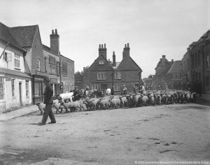 Cattle & sheep in Market Square 1890 (PHO9015)