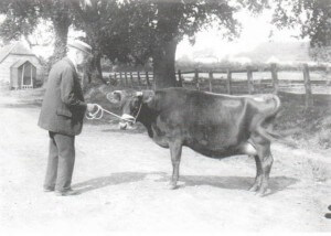 George Matthews with his prize Jersey cow (PHO118.6)