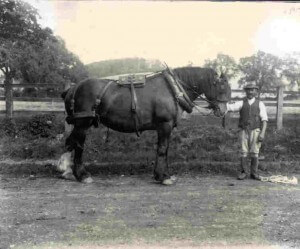Tom Butler with a shire horse