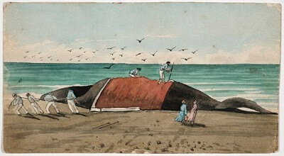 Cooper, Alfred John, 1831-1869 - Cutting the blubber off a whale on Mohaka Beach