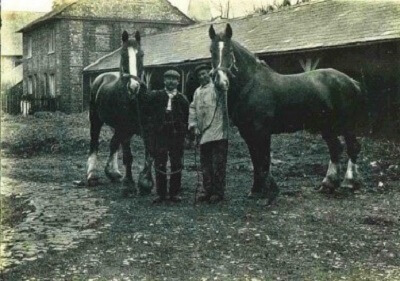 1920s photo of drayman William Hance on the right with Alfred Tillbury and two of the dray horses