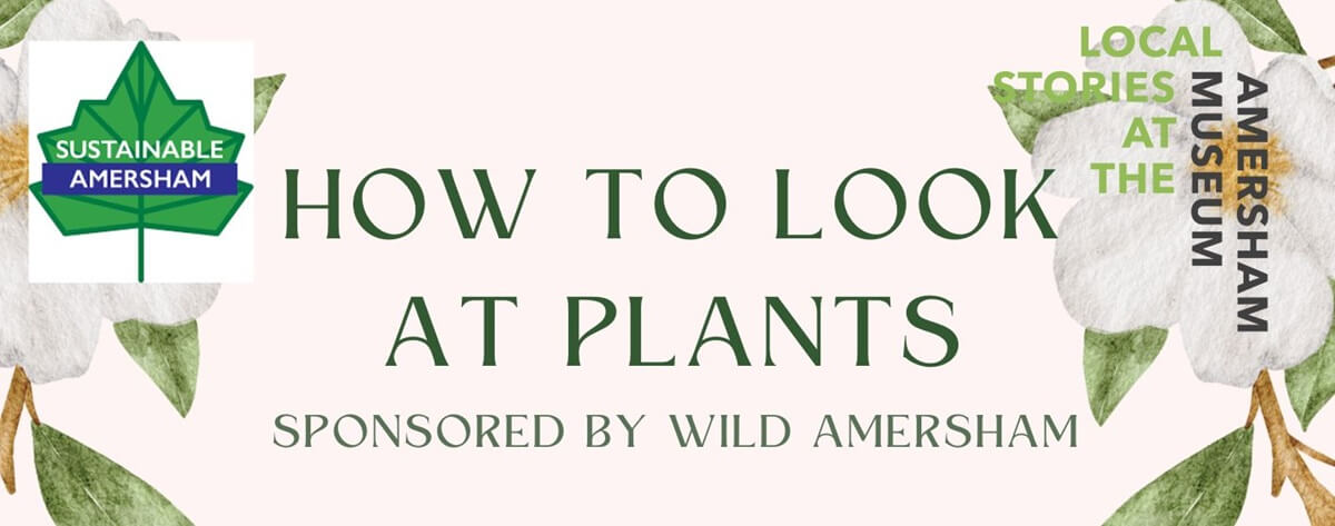 How to Look at Plant