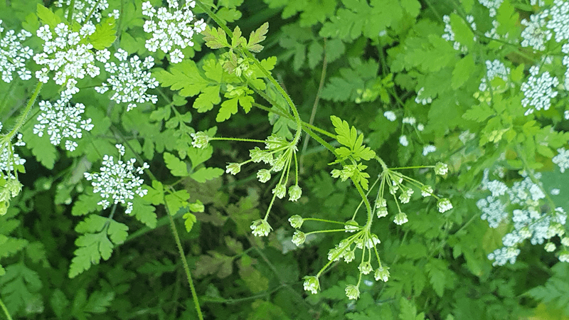 Rough chervil