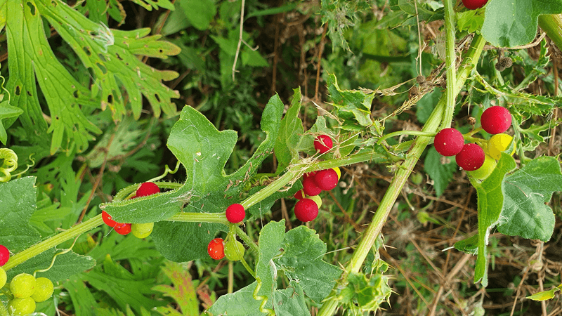 White bryony