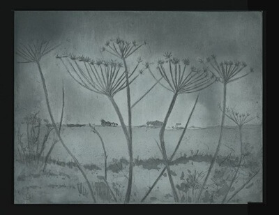 Cow parsley printing plate, Hilary Ashworth
