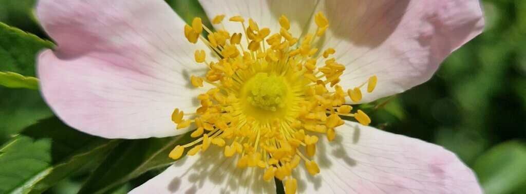 Rose Workshop banner