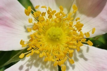 Rose Workshop banner