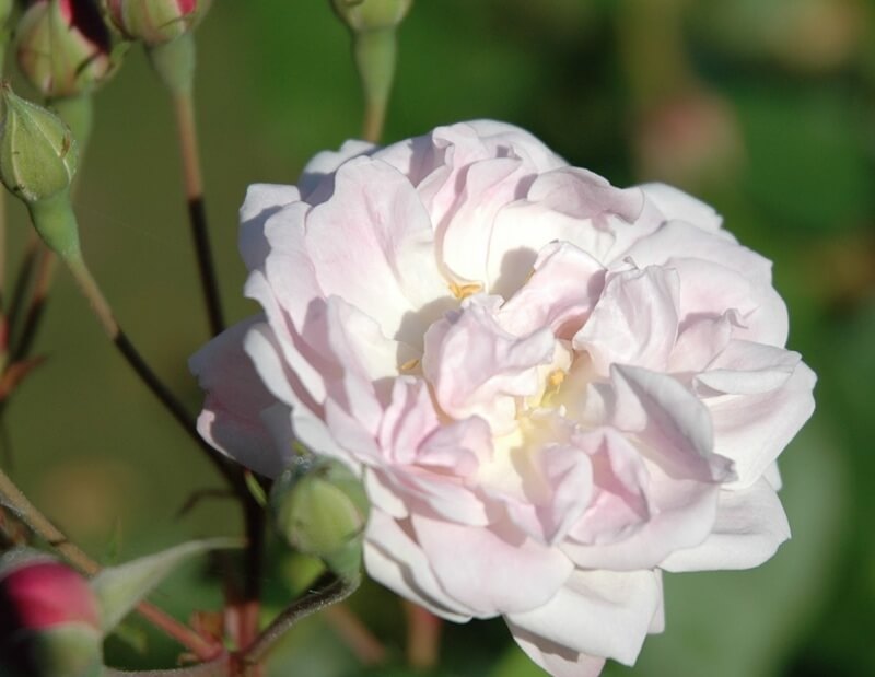 Rose in bloom