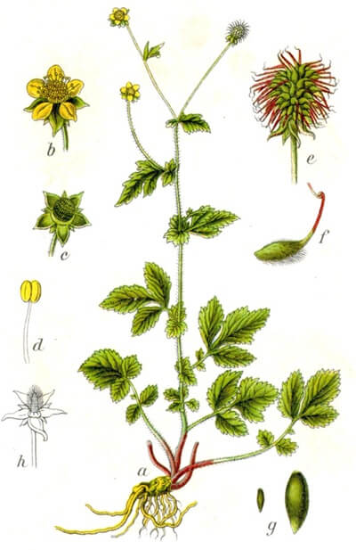 Wood avens