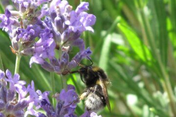 A bumblebee collects nectar from vibrant purple lavender flowers, surrounded by green foliage in bright sunlight.