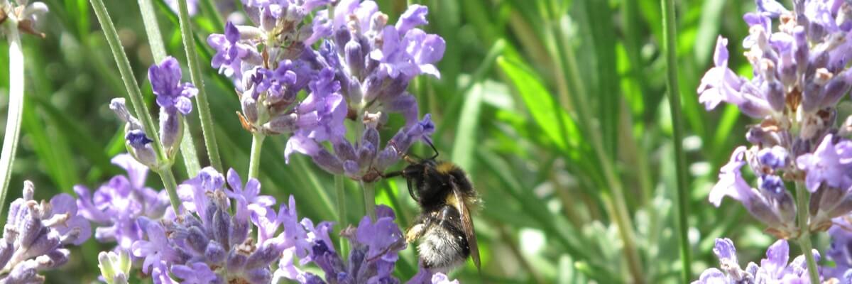 A bumblebee collects nectar from vibrant purple lavender flowers, surrounded by green foliage in bright sunlight.
